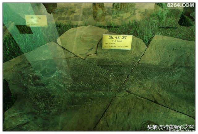 山东行游影记（35）—平邑天宇自然博物馆（十）