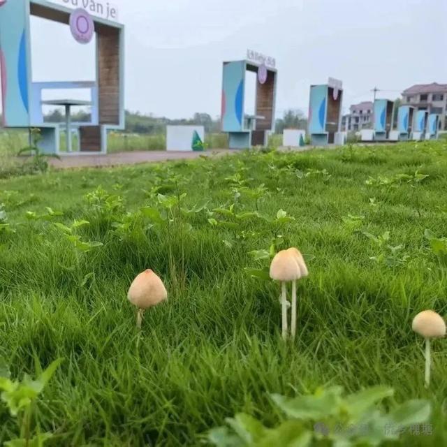 槐塘古村见证爱情！歙县户外颁证基地浪漫来袭