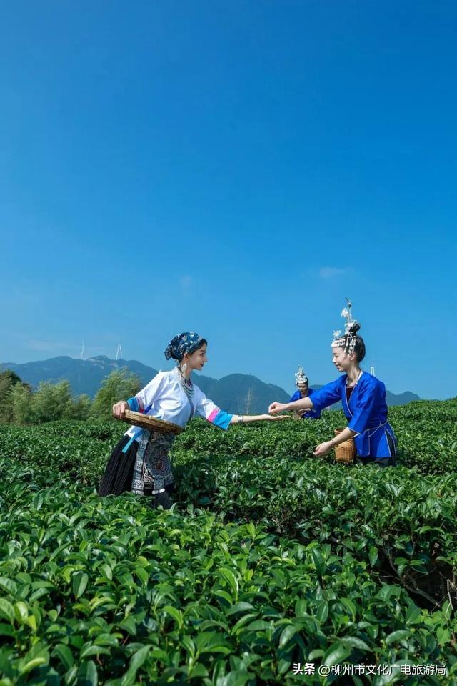 到三江过“侗年”，暖聚烟火值拉满