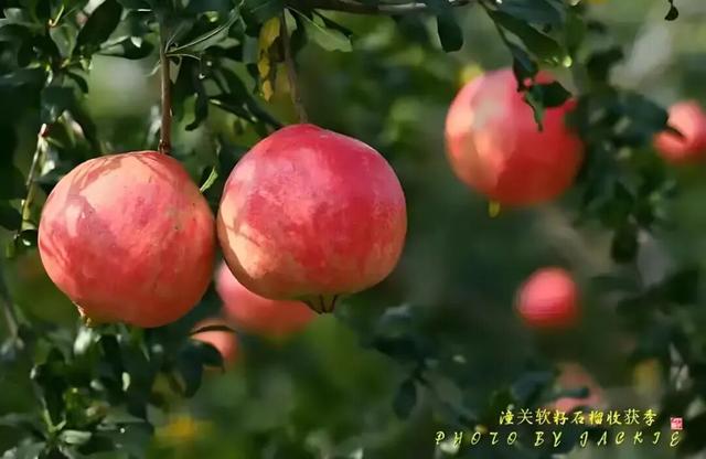 【国庆游潼关】精品旅游线路来了→漫享乡野田园生活