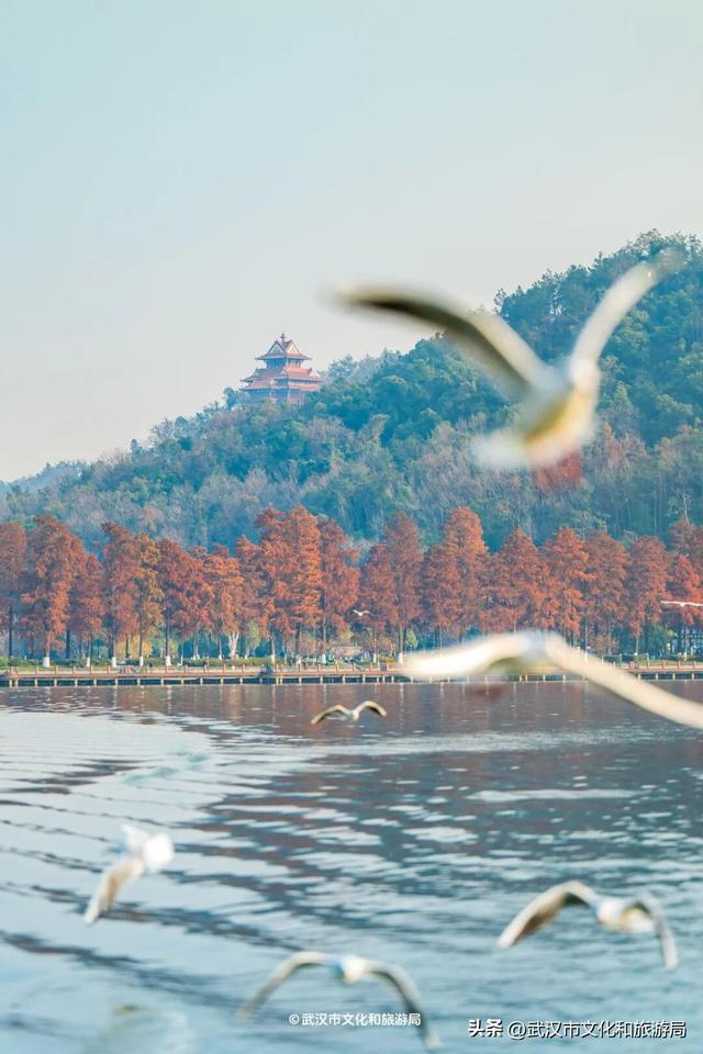 沙漠踏雪，只在武汉，最佳观赏期到了！