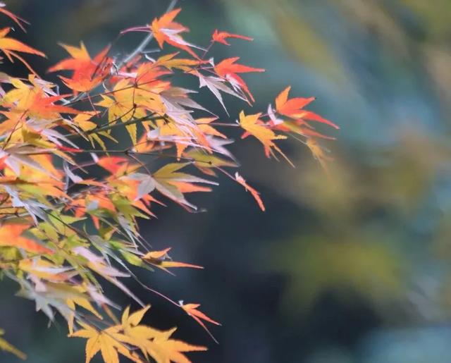 秋假来了，来龙卦山中寻诗意