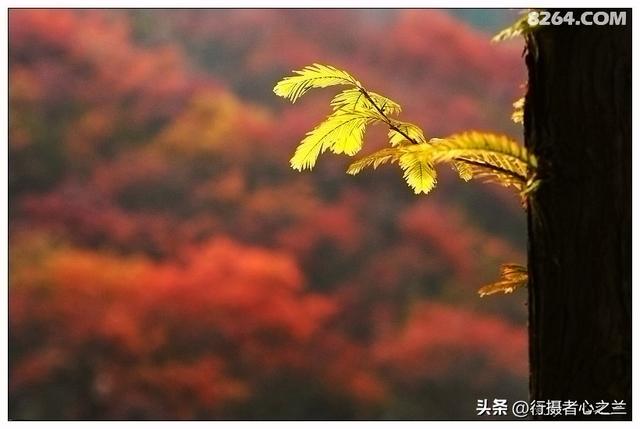 山东行游影记（19）—济南红叶谷