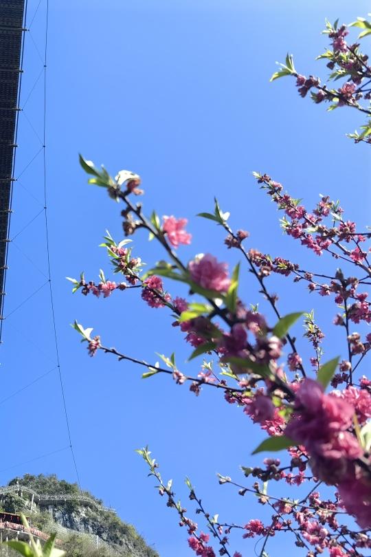 春风拂如意·植木共山青|桂林阳朔如意峰索道景区开展公益植树活动