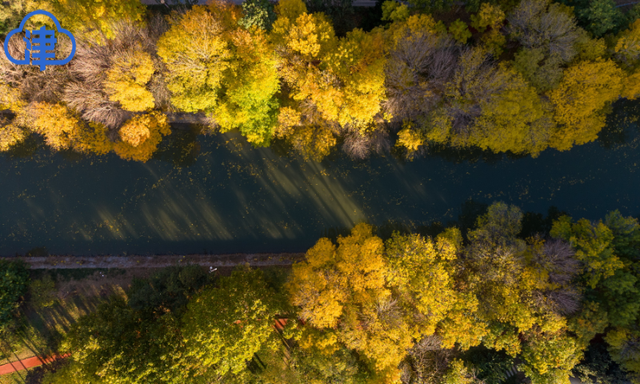 津渡秋色染金画，天津一公园迎来高光时刻！