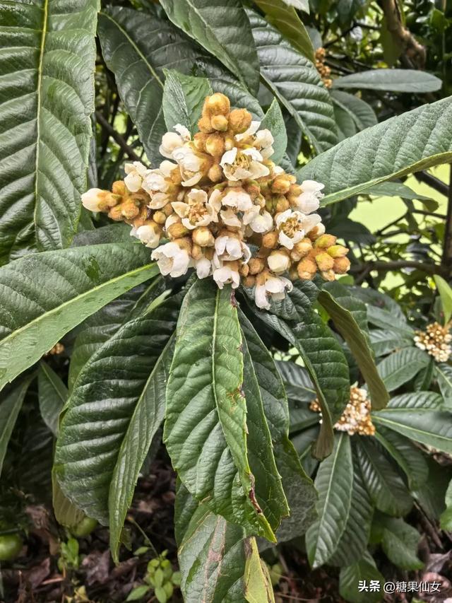 免费推荐！成都0.5h秋日免费打野攻略！摘柿子/板栗/八月瓜/野梨