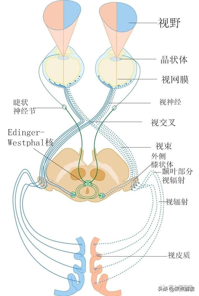 神经直读闯关成功！意念操控仿生假肢，千万截肢者迎来新希望