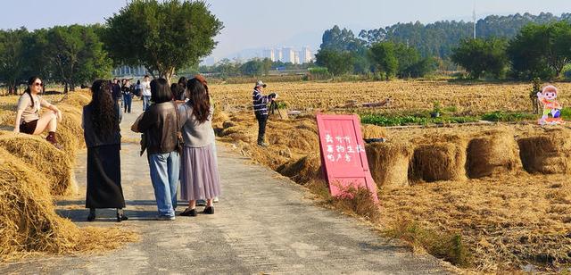 好“丰”景上线！平阳稻田里也有草垛“瑞士卷”