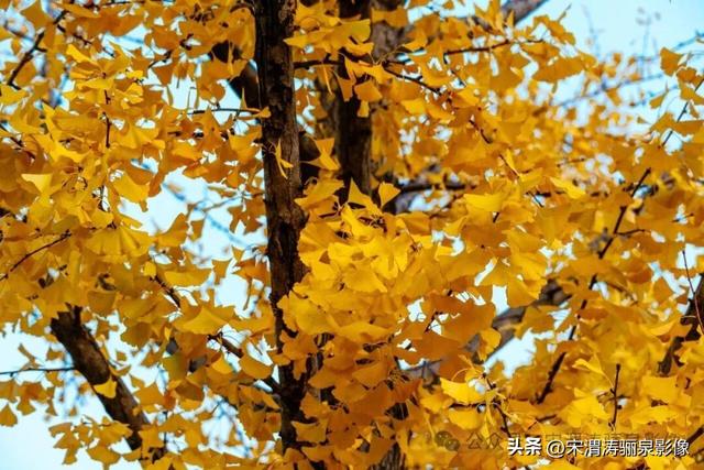 陕西渭南：人民公园银杏林色彩纷呈 祥和美丽 秋色宜人