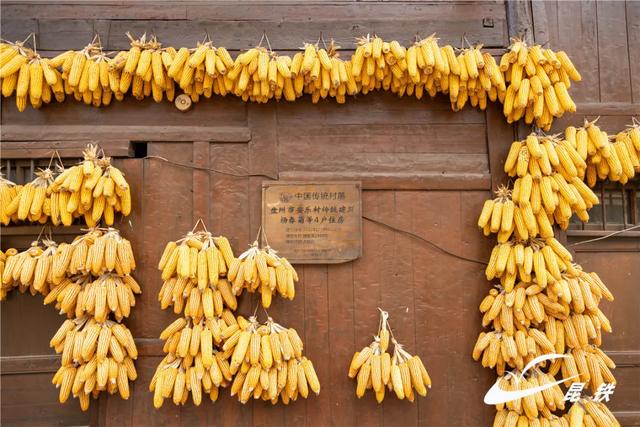 金叶映古驿！妥乐千年诗意，此刻正当赴