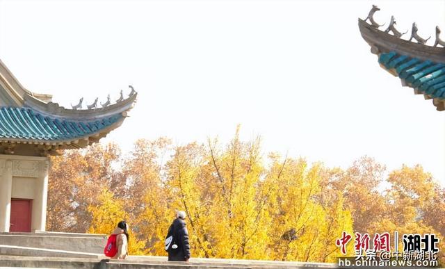 组图：武汉大学校园即景