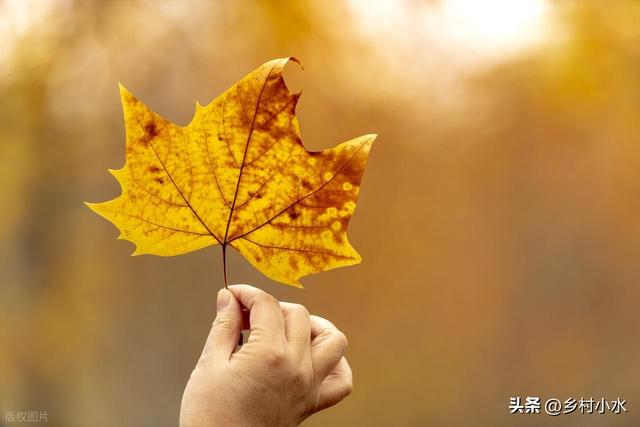 明日小雪，“小雪不过午，冬天冻死牛”，冬天冷不冷就看小雪！