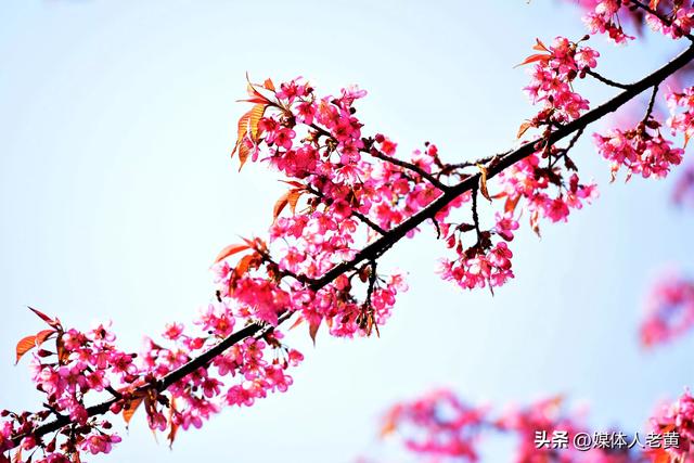 六盘水市水城河畔冬樱和梅花盛开鸟语花香引客来