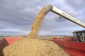 玉米“一夜大变”！玉米下跌暴雷真要完蛋了？4月28日玉米报价图片