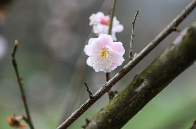 踏春好去处!贵州省植物园花开好啦
