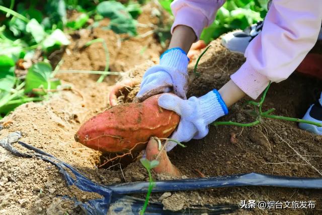 【乐游烟台】丰收季,烟台秋日采摘全攻略来啦!