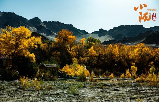 【小陇画报·427期】多坝沟胡杨峡 隐藏着大西北的极致秋色