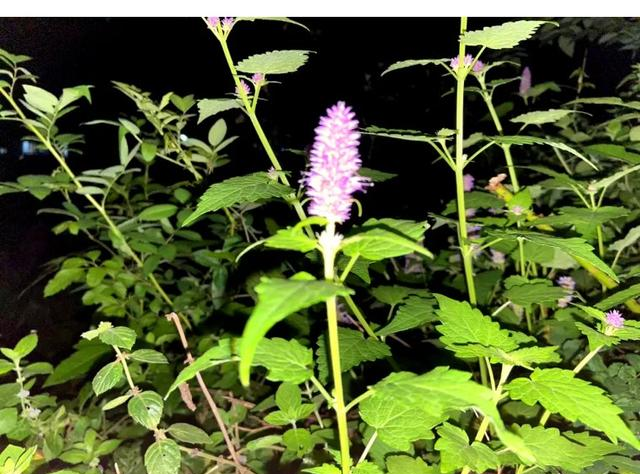 为什么有人跑后1天就恢复，有人跑后3天还酸痛？