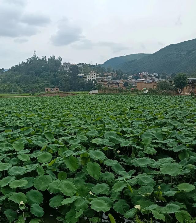 滇游行纪之二: 土司寨→城子古村