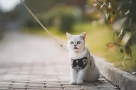 孕期遇萌宠，只能二选一？图片