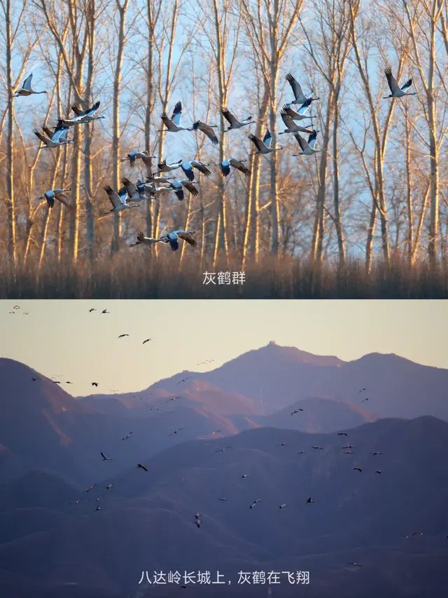 奇观！桃花逆寒盛开！北京的秋冬有多“热闹”——