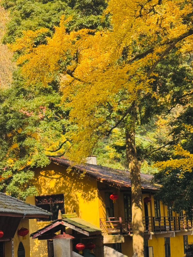 黄了红了！成都1.5h直达大邑白岩寺，徒步赏叶登顶攻略看这里~