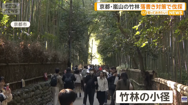 日本网红打卡地快被外国游客 “霍霍” 没了？京都岚山被逼砍竹林！