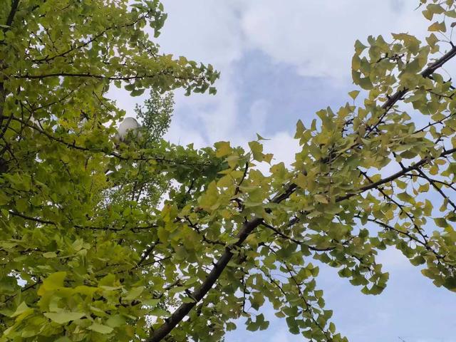 凯里版“黄金大道”将迎来观赏佳期 您的相机准备好了吗