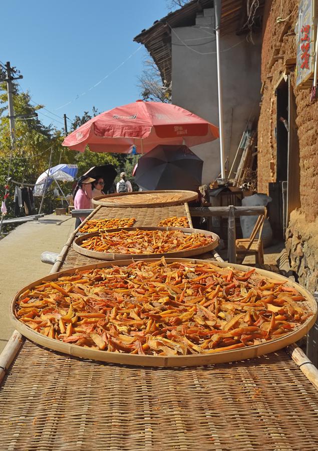 深秋，到政和大岭村看银杏黄叶去。