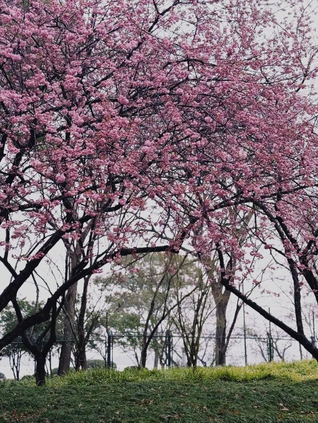 鼋头渚樱花节3月1日启幕
