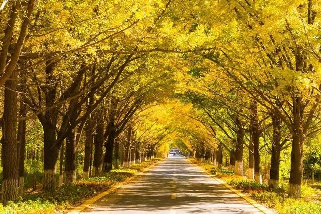 领取限定“杏”运！抓紧来看金色山东