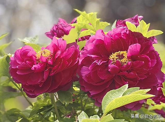 西安市金光门牡丹苑2万株牡丹花盛开市民游客爆棚争相赏花留影