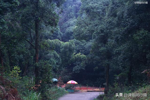 江西有座神奇的“无蚊村”，依山傍水无蚊子，樟树艾草筑天然屏障