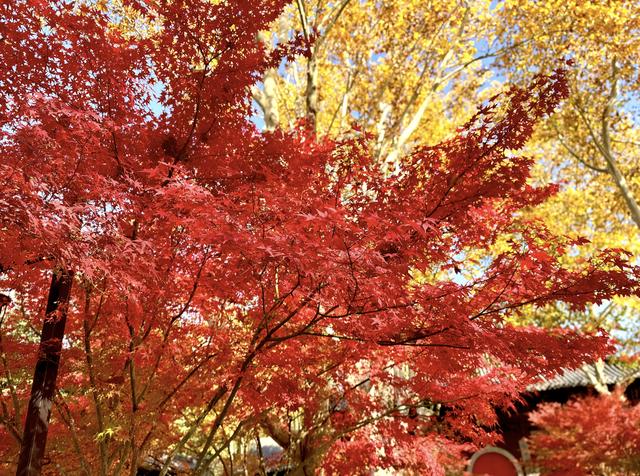 栖霞山的枫叶，红红火火，亮亮堂堂，简直美疯了！
