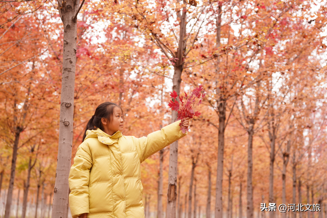 邯郸万亩秀林化作一片红色海洋，带你闯入童话世界