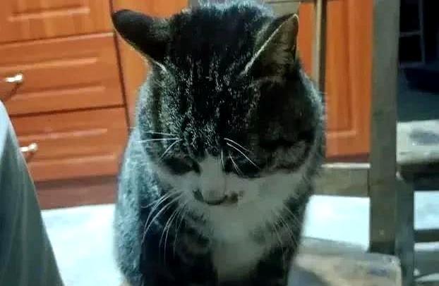 狸花猫打架输了，回家气呼呼地喝水，奶奶在旁一边安慰一边支招