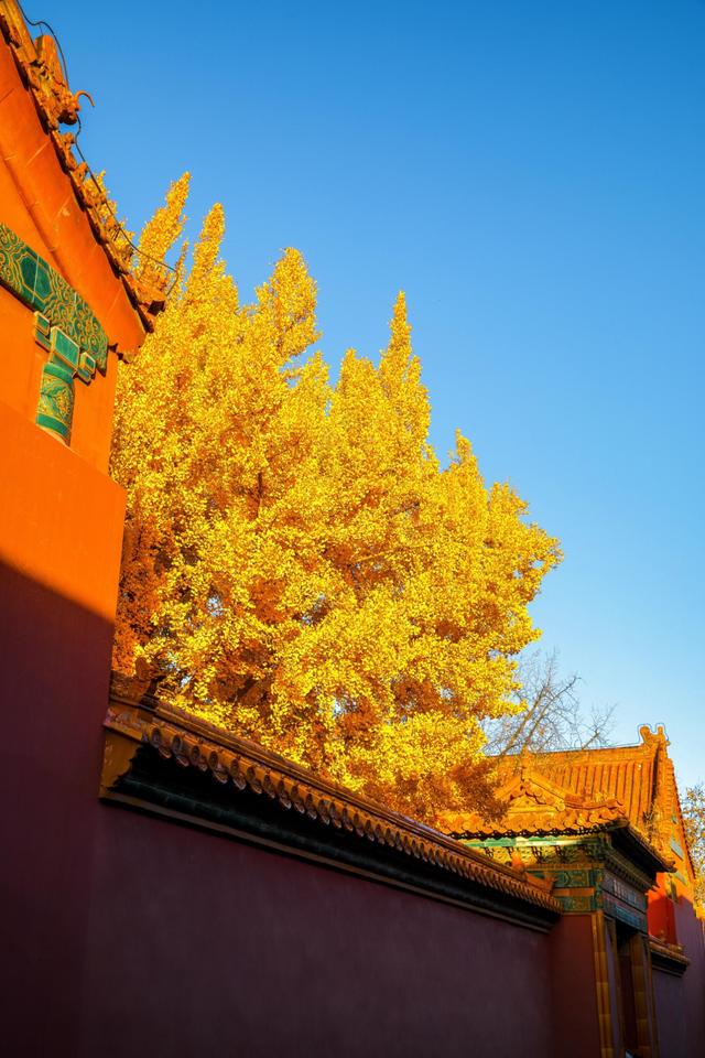 曾经是故宫最冷门的宫殿，而如今因为秋天的银杏，让这里充满生机