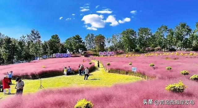 送票！西海岸这片梦幻花海开了！