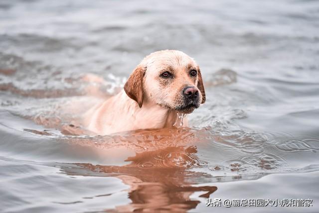 寿命最长的10种狗VS最短的10种狗！第一名能活20年+