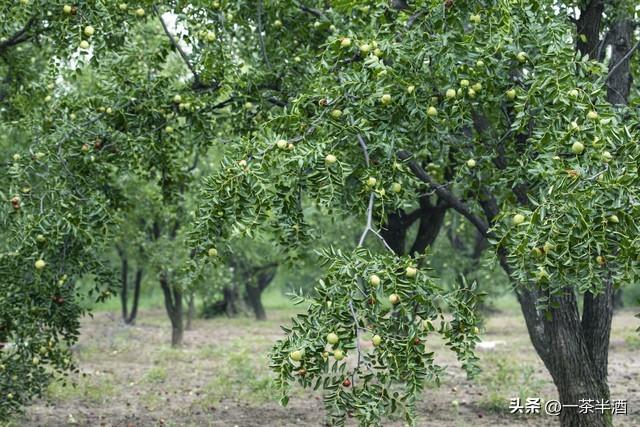 自驾攻略：江苏扬州5天4晚自驾游线路，园林美景特色美食免费营地