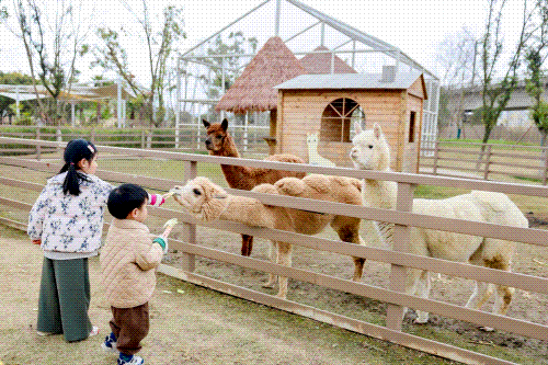 这个元旦假期来成都熊猫国际旅游度假区就对了~ | 成华融媒
