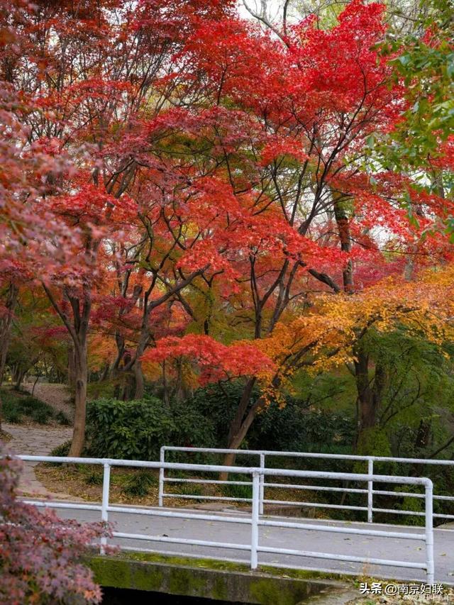 人在南京，红叶正盛，等你来～