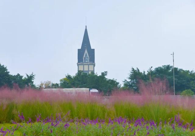 粉粉粉粉粉粉紫紫紫紫紫紫！金堂这里，好漂亮……