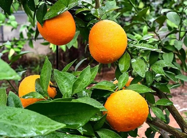 游在鹰潭 | 周末采摘指南！甘蔗清甜、草莓香甜，限定甜蜜等你来【全球学子嘉游赣 奇绝鹰潭逍遥游】