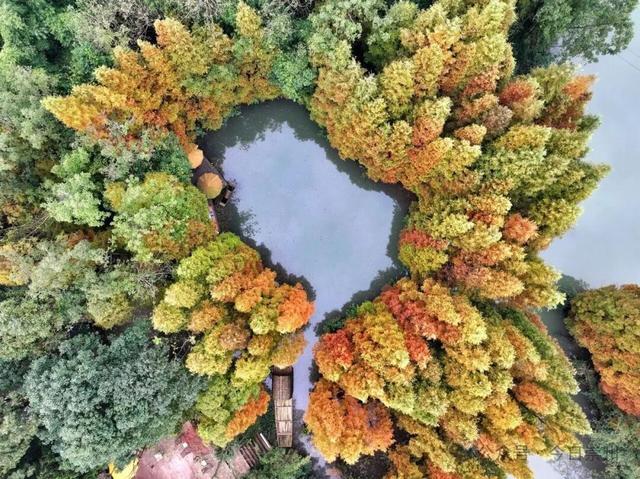 “杉杉”来了！崇州免门票小众宝藏秘境