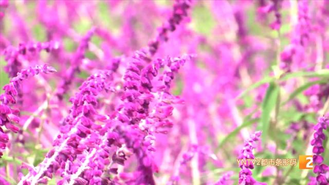 紫色鼠尾草花海绽放 秋日浪漫如约而至
