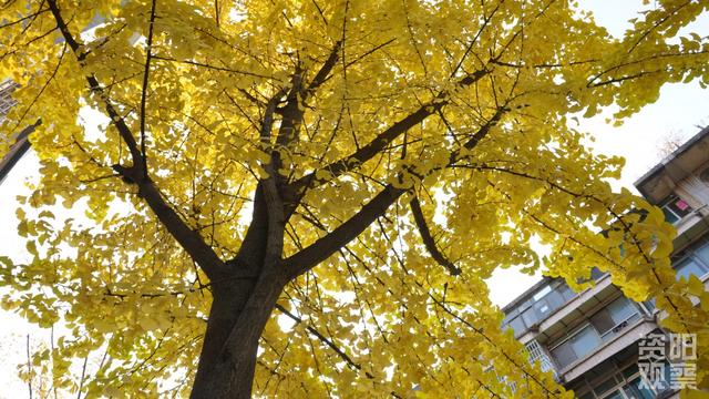 雁城小北街银杏披“金甲” 市民打卡享受冬日浪漫