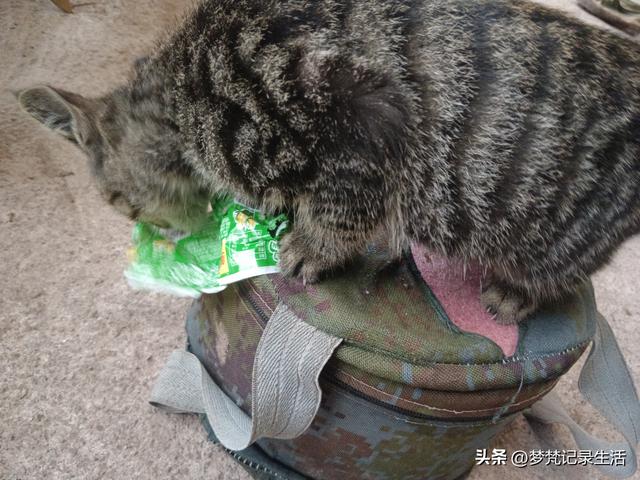 家门口旅游不用花钱真好啊！为了黄贝贝我把老脸都丢尽了