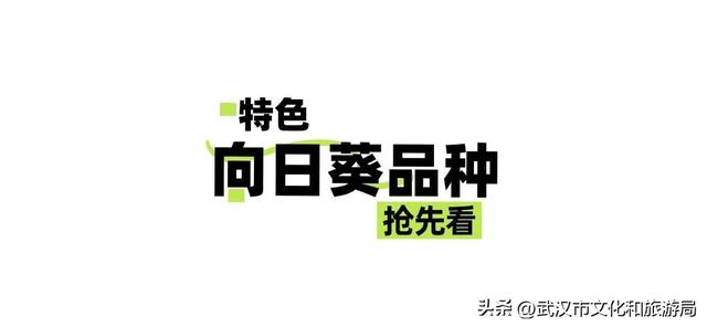 赏花正当时｜万花齐放！武汉这片金色进入最佳观赏期！