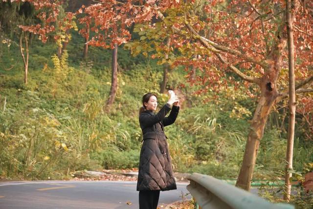 美！金堂这条梧桐大道，来一次就爱上！